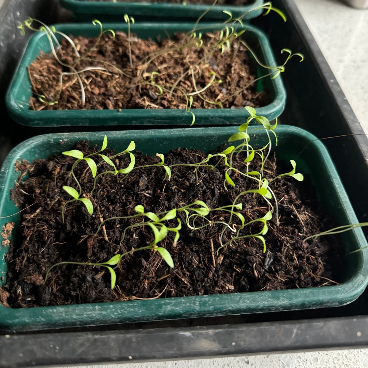 Seeing seedlings emerge from the soil marks our favourite time of the year—a promising sign that spring is near. We're eager for our tomatoes and leeks to follow suit in the greenhouse, anticipating the start of planting in the vegetable garden. #seedlings #growyourown
