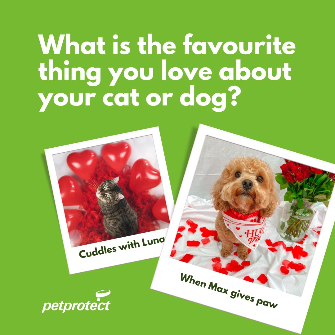 petprotect's tweet image. Share what you love the most about your #pets

#lovepets #petlovers #doglovers #catlovers #fridayfun #fridayfeeling #weekend #valentine #fridayvibes