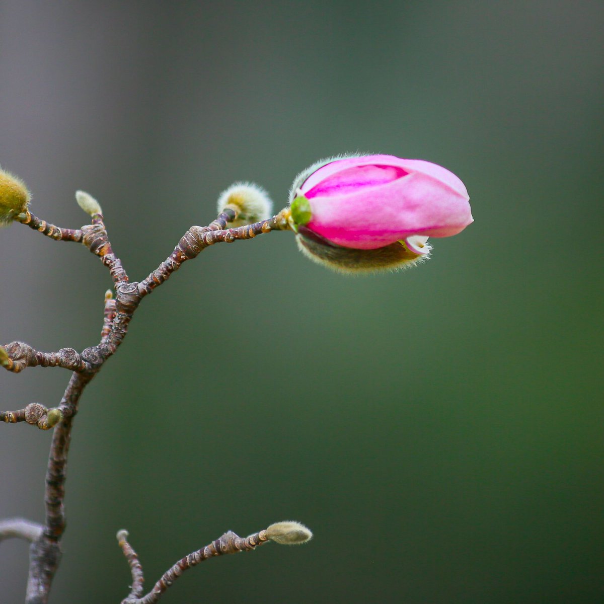 ¡Llenos de emoción os mostramos las primeras flores de la temporada del bellísimo magnolio: 𝘔𝘢𝘨𝘯𝘰𝘭𝘪𝘢 𝘹 𝘭𝘰𝘦𝘣𝘯𝘦𝘳𝘺 'Merrill'! Está situado cerca de la puerta de entrada al @RJBOTANICO 😉 📷: ©Alexey Bakharev. Gracias amigo 😍🙏🏼