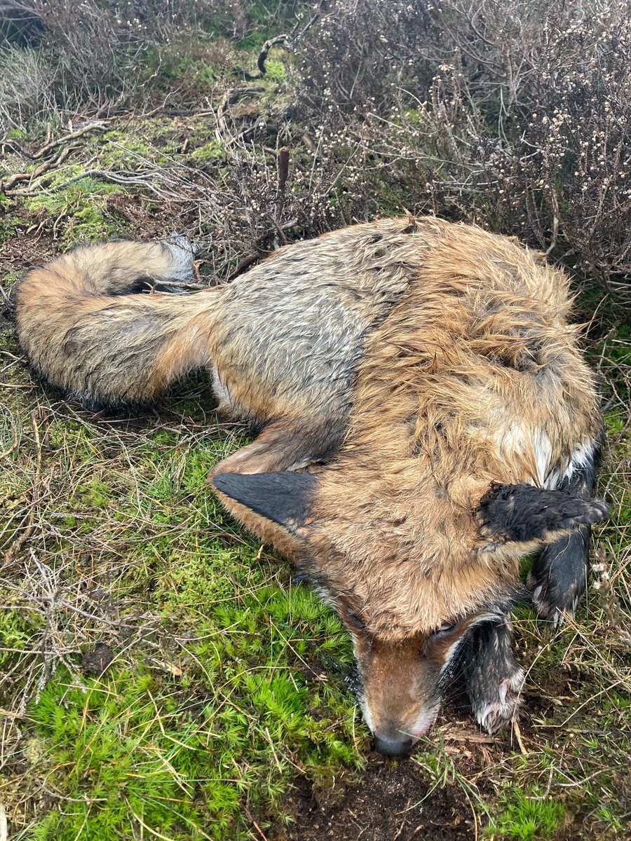 Afgelopen week werd dit hert door wolven gedood en gegeten. Vlak bij het karkas lagen 2 door wolven gedode vossen. Aaseters profiteren van de prooiresten die wolven achterlaten maar je moet natuurlijk wel effe wachten tot ze klaar en weg zijn.