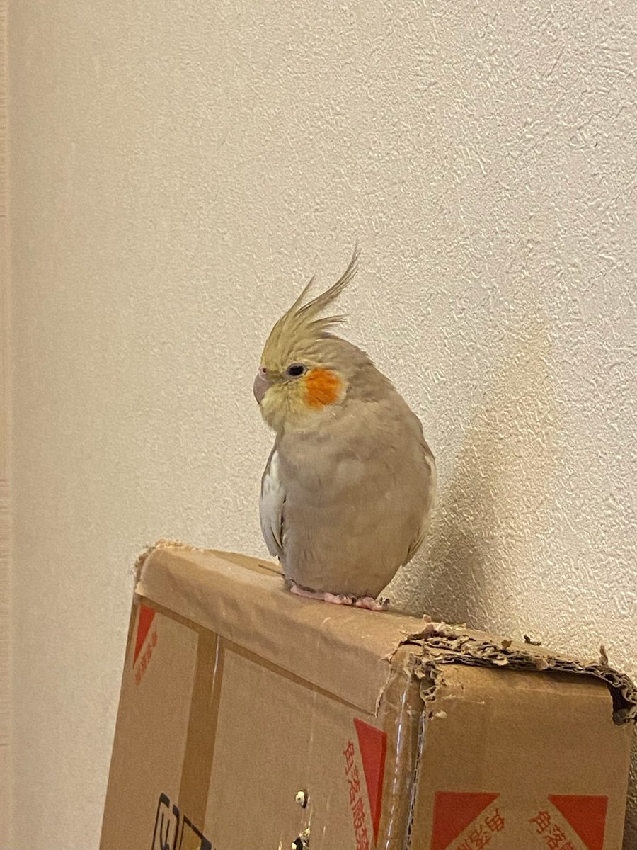 KPon669037's tweet photo. 10年飼っているオカメインコが玄関から飛び出していった😭大阪府吹田市です。寒くて心配過ぎる https://t.co/7WjghaC5Mz