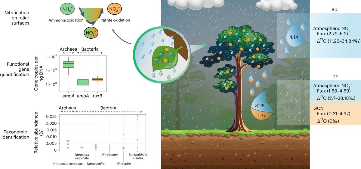 Beyond carbon, tree canopies - and #microbes hidden within them - play a crucial role also in affecting #nitrogen cycle. How? Check out our new paper quantifying canopy #nitrification published in @NatureGeosci nature.com/articles/s4156…