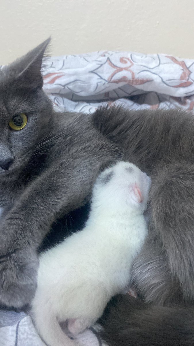 okanqcelik's tweet photo. Aşkım ve torunum😂😍 https://t.co/wG85S1Lzlj