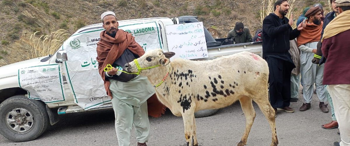npgppk's tweet photo. LASOONA distributed cows to selected beneficiaries in UC Manjakot, Torghar District to improve their livelihoods and economic condition. The ceremony was attended by LASOONA staff, community representatives, and beneficiaries. https://t.co/y8NOxieruM