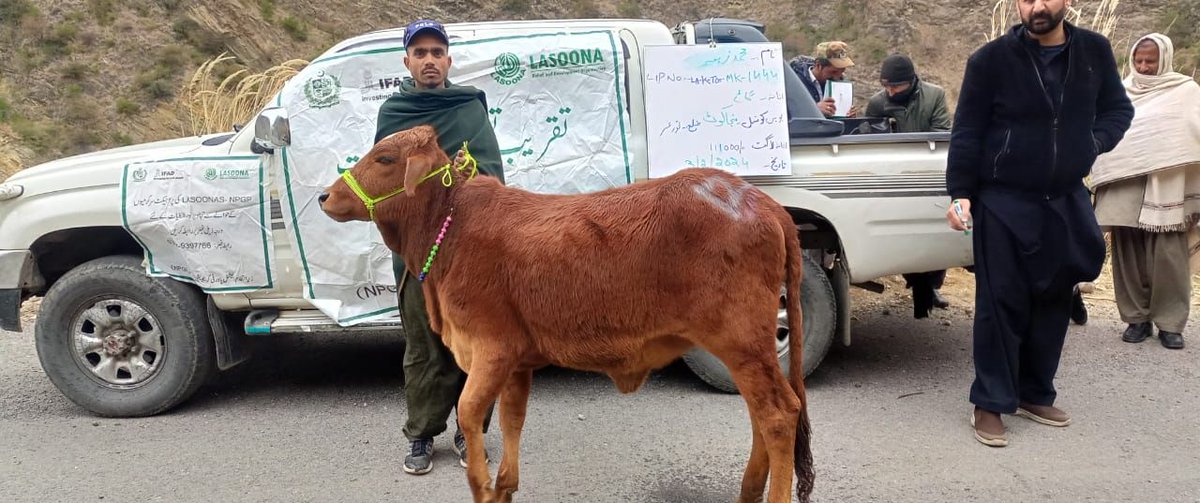 npgppk's tweet photo. LASOONA distributed cows to selected beneficiaries in UC Manjakot, Torghar District to improve their livelihoods and economic condition. The ceremony was attended by LASOONA staff, community representatives, and beneficiaries. https://t.co/y8NOxieruM