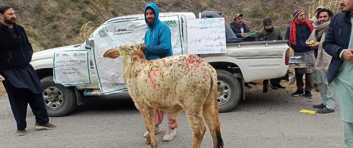 npgppk's tweet photo. Before the distribution, beneficiaries received orientation to ensure they were well-informed about the cows. The objective was to promote sustainable livelihoods and enhance economic conditions through livestock distribution.
@IFAD , @MOPASSPK , @GovtofPakistan https://t.co/iytBIdIgrd