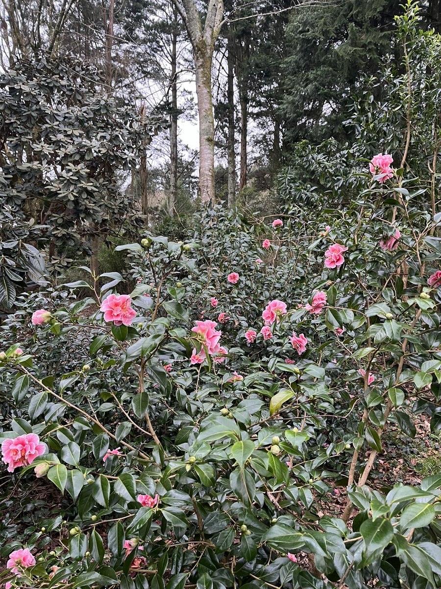 Morning with me on #mycommute is Camellia japonica ‘Oo-La-La’ and it certainly does give the garden a sense of “Oo-La-La” 
@rcm_group <a href="/CwllGardenSoc/">Cornwall Garden Society</a> 
#oolala #camellia #japonica #winter #spring #flowers