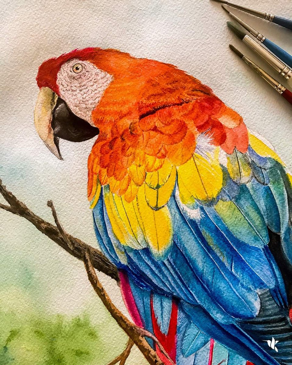 VrestrepoCom's tweet photo. The colorful birds in the tropics are a gift for the eyes. Those of us who grew up surrounded by this abundance often don't know how to appreciate it. They are so common that it's usual to see them flying even among the buildings of big cities.
© Victoria Restrepo
#watercolor https://t.co/osVYbkKe0J