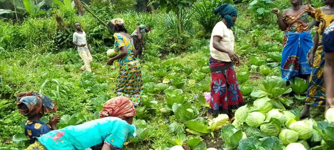 reseau_cref's tweet photo. Record harvest in the new forest concession of Banyangala Kikingi.
671 kg of cabbages and 132 kg of onions harvested thanks to the unity and collaboration of local communities.
A success which shows the potential of community forestry to improve livelihoods. https://t.co/xAt1GGqQFF