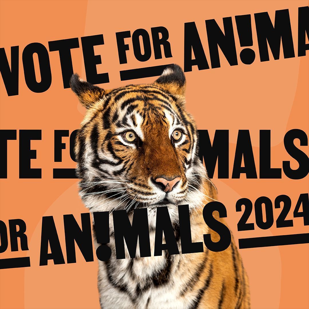 In June the #EUElection2024 will take place.

These elections will be decisive for the fate of billions of animals in the EU and beyond. 

@Act4AnimalsEU’s Greek members @AnimalHellenic, @DogsVoiceGR, @ippothesisGR & us are urging Greek citizens to #VoteforAnimals