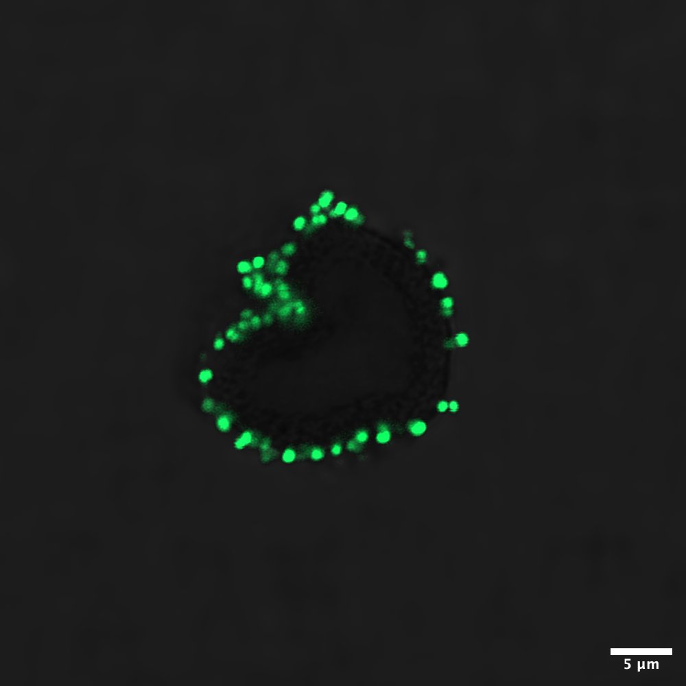 💚Looking at Staphylococcus sciuri surrounding a polymeric particle and finding this "bacterial heart" -  we just had to share this image by our PhD student Nina Conzelmann with you today! #ValentinesDay 💚
