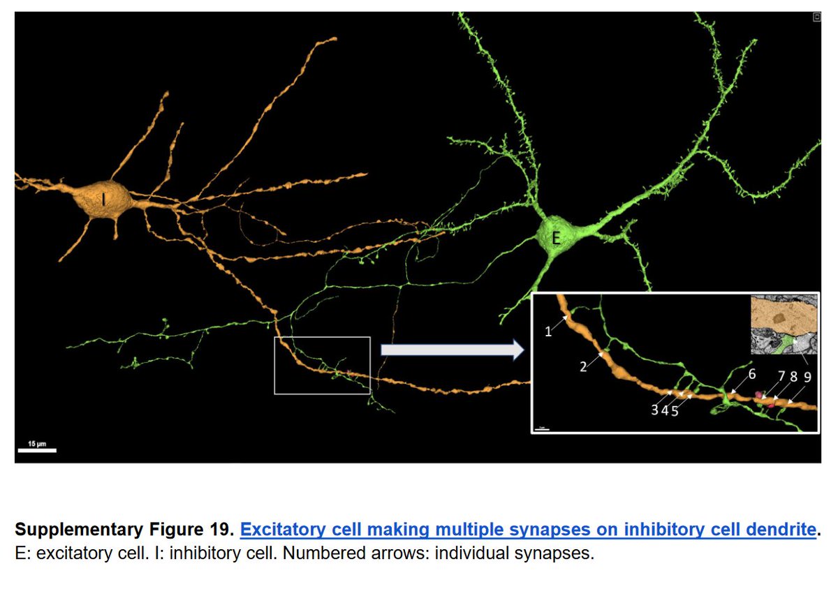 This figure shows that for one axon there is a synapse with only one dendrite from another neuron.
Note: artificial neurons never extend connection further than one layer and never use connections in the same layer. Except, Numenta did it. But probably no one heard of it.