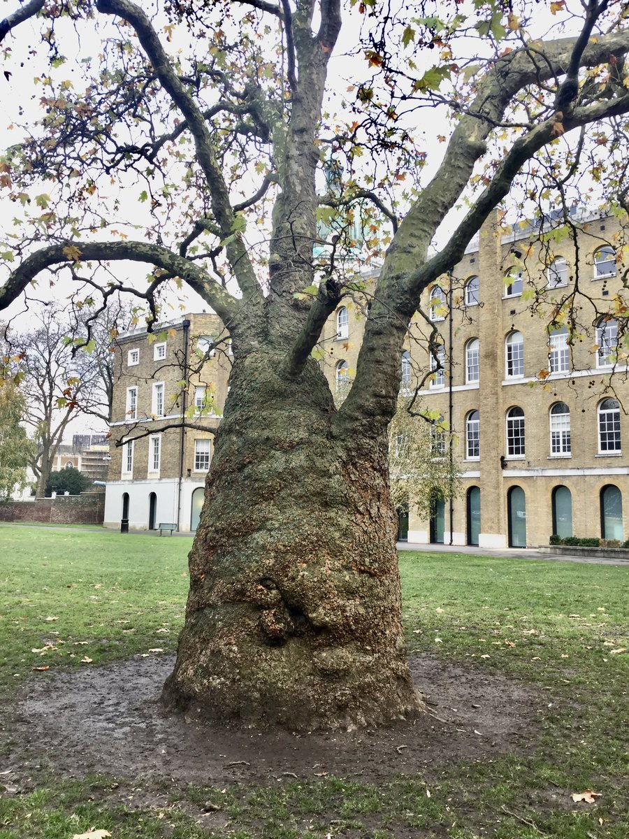 TiCLme's tweet photo. A question for @LTOA33 #treeofficers , Friends of greenspaces in London @LDNgreenspaces @theroyalparks @CityCommons and @Team4Nature …
I’m looking for more of these #baobabplanes like this one @I_W_M - I’m making a map of them
Is there one on your patch? https://t.co/5mHGXac1P6