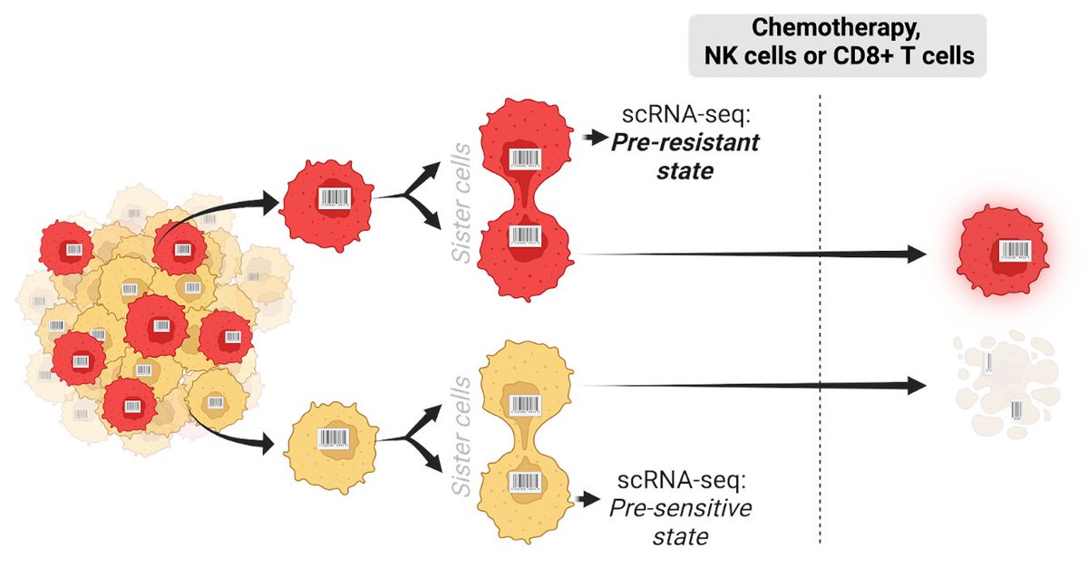 How do #cancer cells with resistant fates differ from the sensitive, already before the treatment? To answer this, we developed ReSisTrace, a cellular time-travel method that uses the similarity of sister cells to trace back pre-existing resistance. nature.com/articles/s4146…