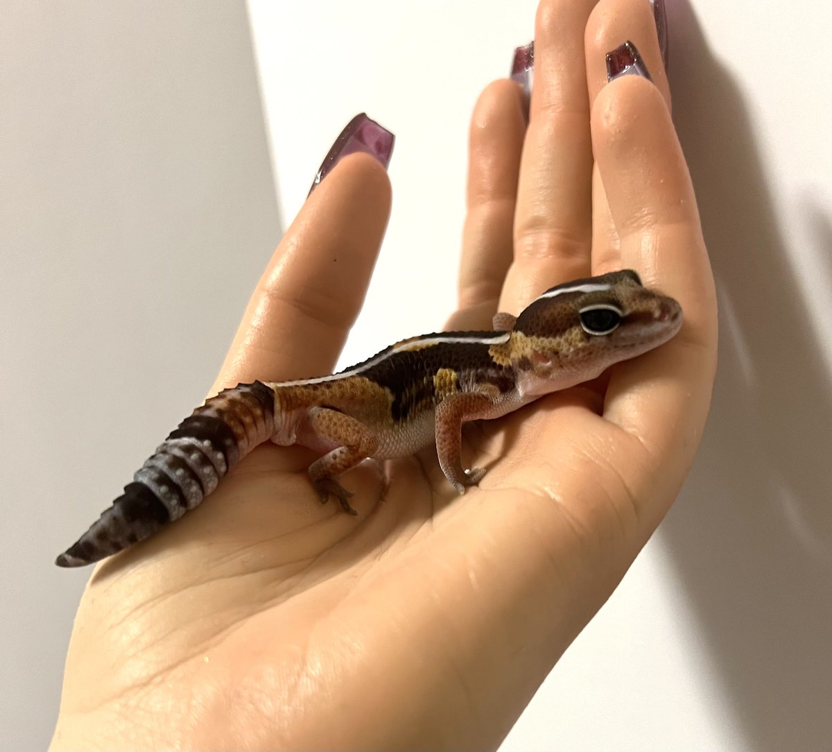 Lacerta_tokyo's tweet photo. ゼロhetアメルパターンレス♂😌✨
#fattailgecko
#ニシアフ
#ニシアフリカトカゲモドキ
#にしあふ
#にしあふりかとかげもどき
#爬虫類
#爬虫類好きの人と繋がりたい
#爬虫類女子
#爬虫類のいる生活
#ニシアフリカトカゲモドキ
#B09 https://t.co/6dFQw29rmS