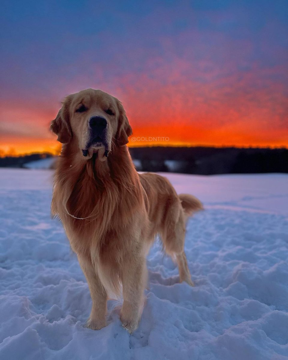 Dog’s a registered member of the team. He practices with the team; he travels with the team.
#goldenretriever #goldenretrieversworld
#goldenretrievers #goldenretrieversrule
#goldenretrieverlove