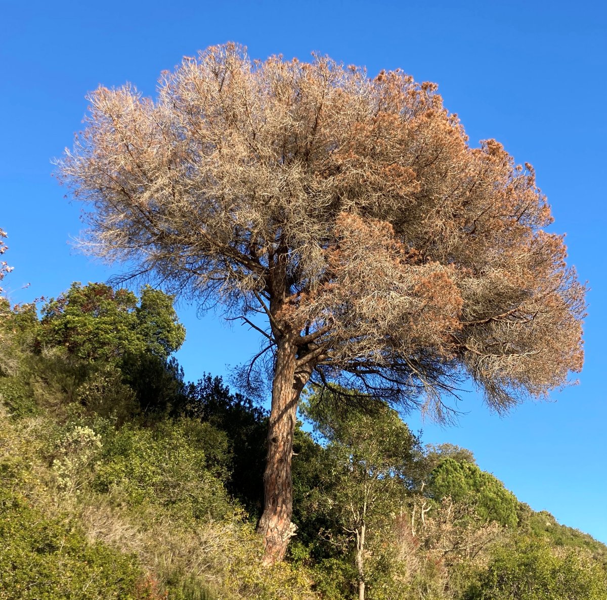 ecogallego's tweet photo. Era una de mis paradas obligatorias camino a la montaña: me gustaba admirar su amplia copa verdinegra y escuchar a la pareja de jilgueros que anidaban en ella. La sequía me lo ha matado 😢 https://t.co/SDC0aWfTh6