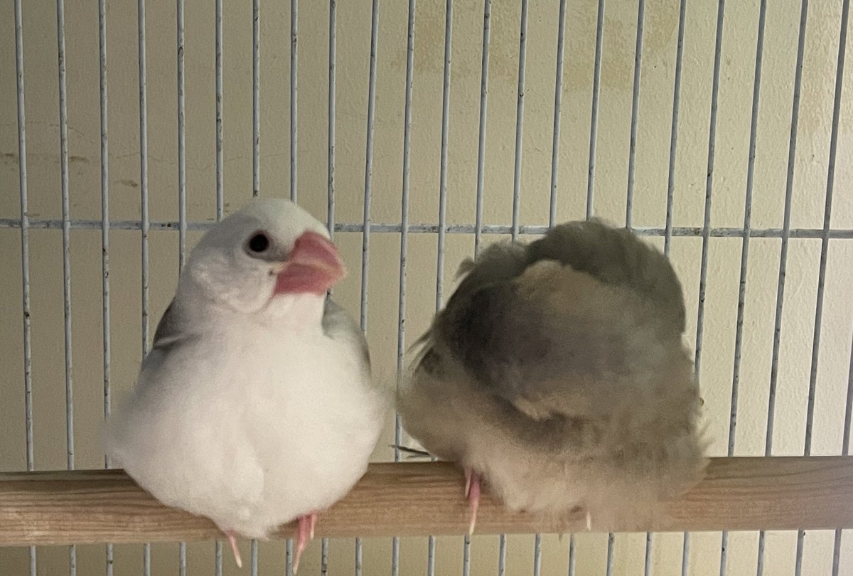 BunchocoRisu's tweet photo. もふもふの塊の2羽☺️
 #文鳥 #桜文鳥 #白文鳥 #文鳥プロジェクト #佐屋高校 https://t.co/tQj64CQjZc