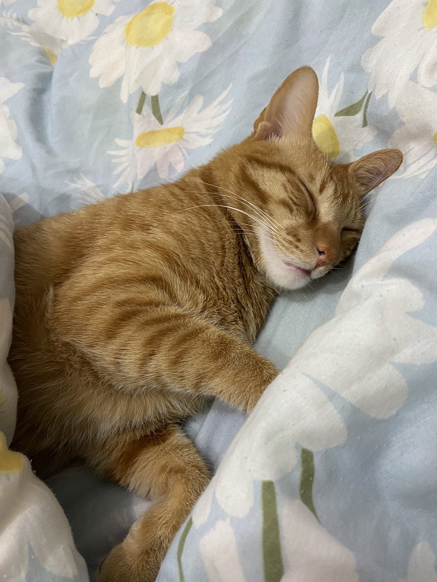 Gece herkesi kaldırdıktan sonra sabah biz işe gidince kedim