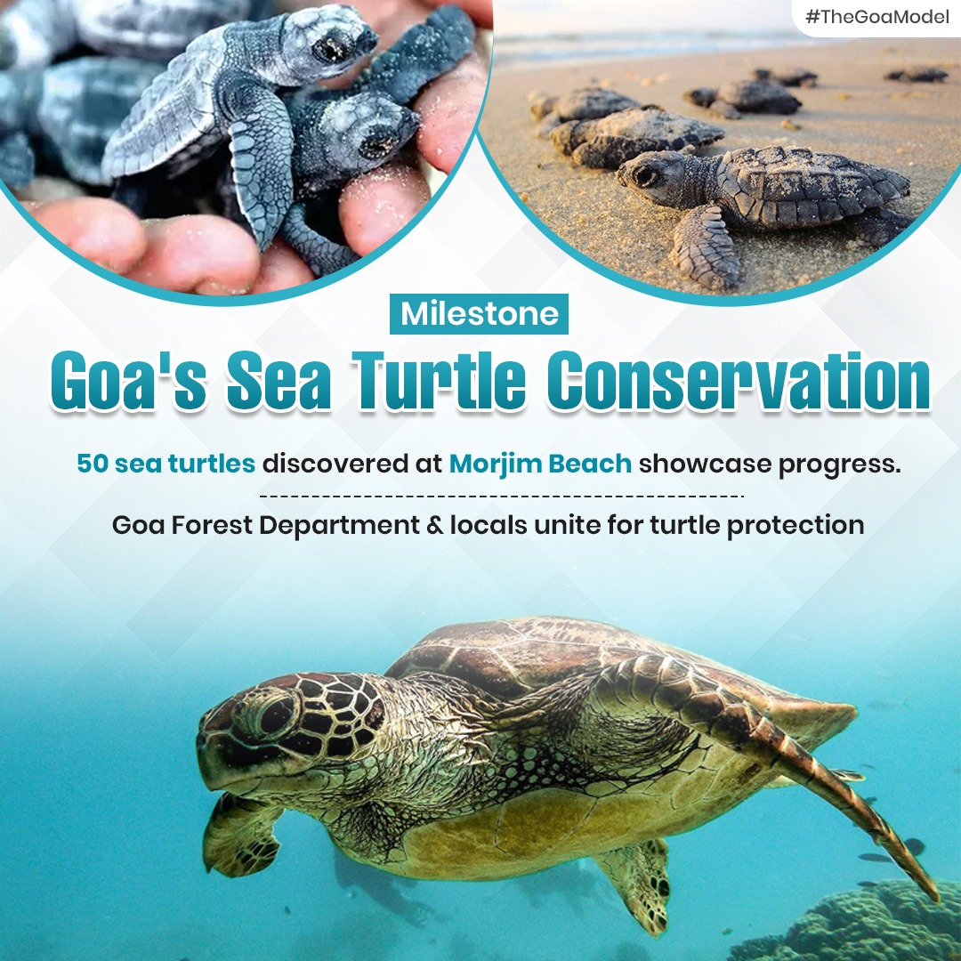 Major milestone in Goa's sea turtle conservation: 50 turtles spotted at Morjim Beach! This success underscores the dedication of the Forest Department and local community in protecting these precious creatures. Together, we're making a difference! #SeaTurtleConservation