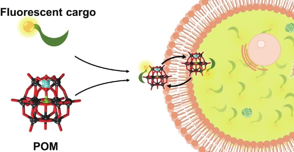 POMs_Journal's tweet photo. Check out the latest on superchaotropic polyoxometalates as membrane carriers! This research opens new paths in drug delivery and bioimaging. Dive into the details here: https://t.co/RqY1JjoRKy #Polyoxometalates #Chemistry https://t.co/kqf14iD1b1