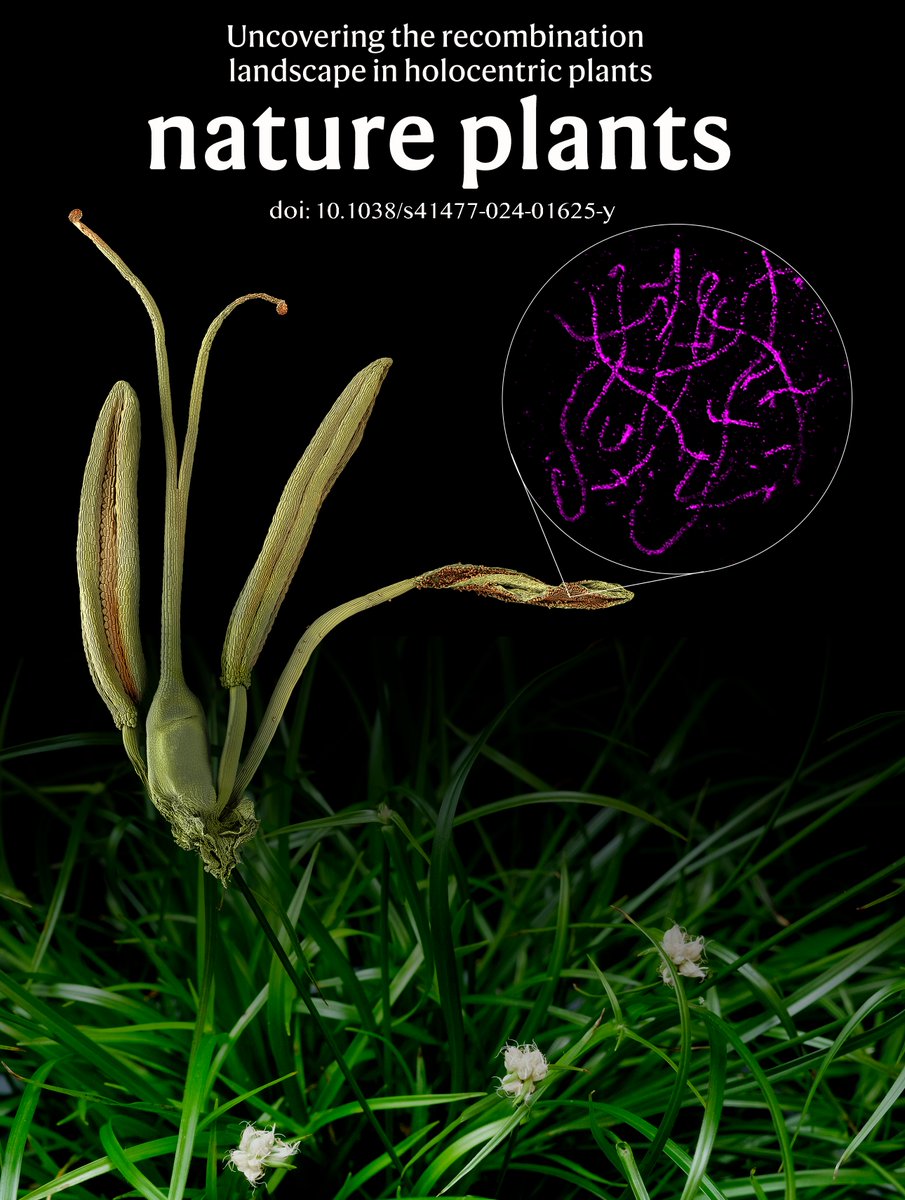 André Marques tweet media