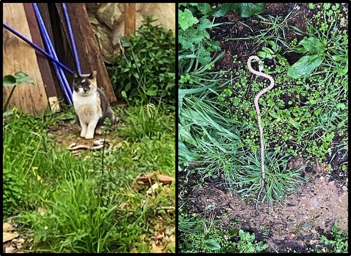 Chikichanka's tweet photo. Este gato entró ayer en el corral de unos amigos de la sierra de Huelva y mató a la culebra de herradura
Un gato de la calle, alimentado por el vecindario (sin hambre, no comió serpiente), deja el corral sembrado de parásitos y falto de fauna
@JoserraBecerra ¿qué se puede hacer? https://t.co/pnKuLEwL3d