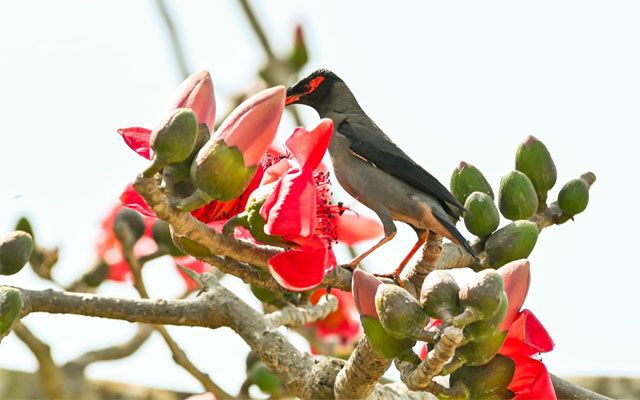 ফুরিয়ে আসছে শীতের যৌবন,আগমনী বার্তা বসন্তের