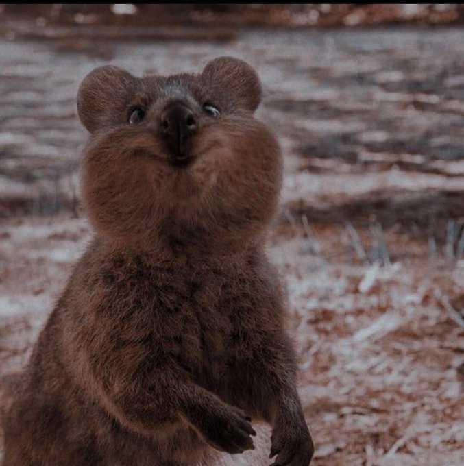 This little face is me on the inside https://t.co/NHXivVz7uB