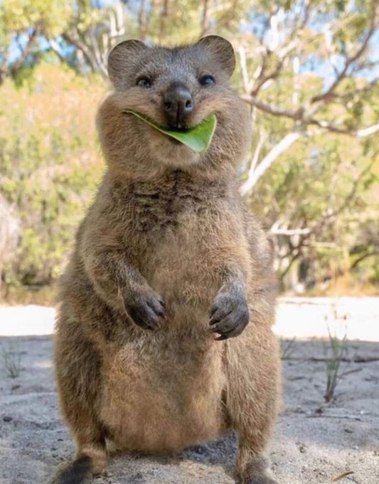 This little face is me on the inside https://t.co/NHXivVz7uB
