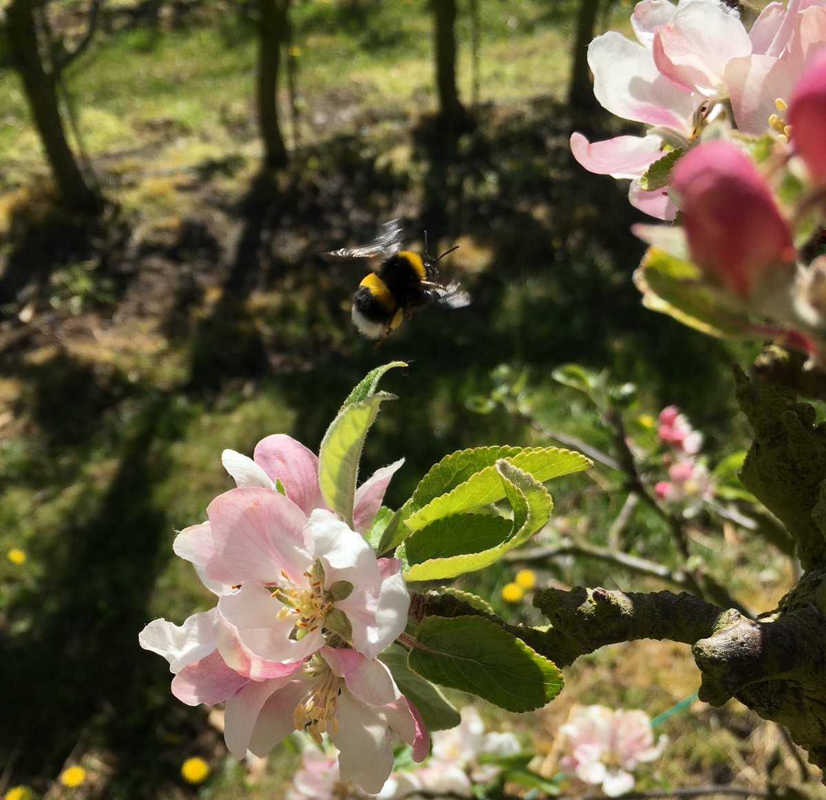Pesticides are currently harming bees across Europe. My @beejournal summary of Nicholson et al. 2023 @Nature with @BuzzNicholson @JessKnapp24 @sphaerularia @JaneCStout @MajRundlof . Impressively rigorous and impactful study on this topic. 📷:@MajRundlof blogs.cornell.edu/mcartlab/files…