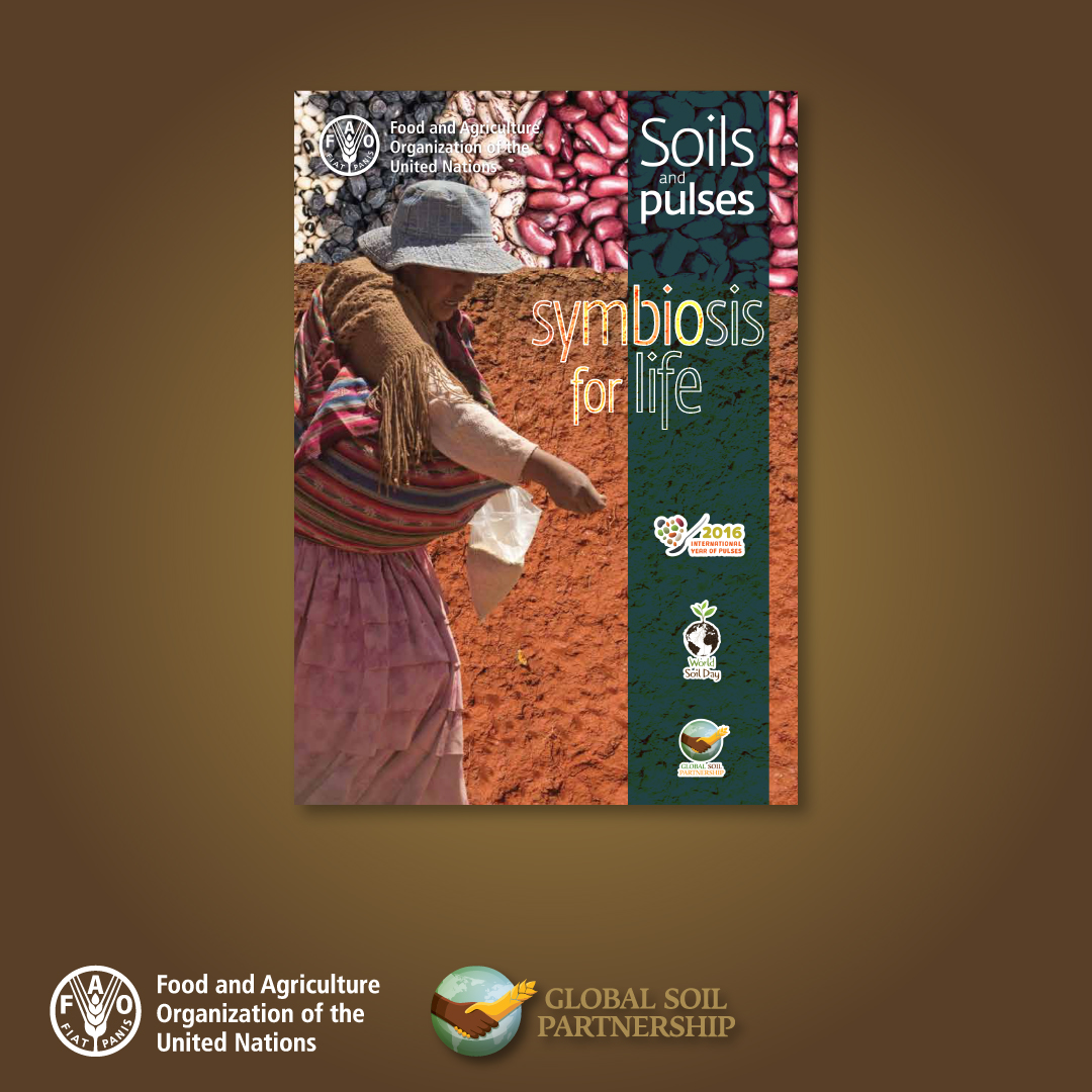FAOLandWater's tweet photo. On #WorldPulsesDay, let's celebrate pulses for being more than tiny seeds! 🎉

They also enrich #soils &amp; improve #SoilHealth due to the symbiotic presence of the rhizobia in the legume roots  #SoilAction

Read more 👉🏿 Soils and pulses: Symbiosis for life https://t.co/FHN9fzw5UE https://t.co/hNufVoamJJ