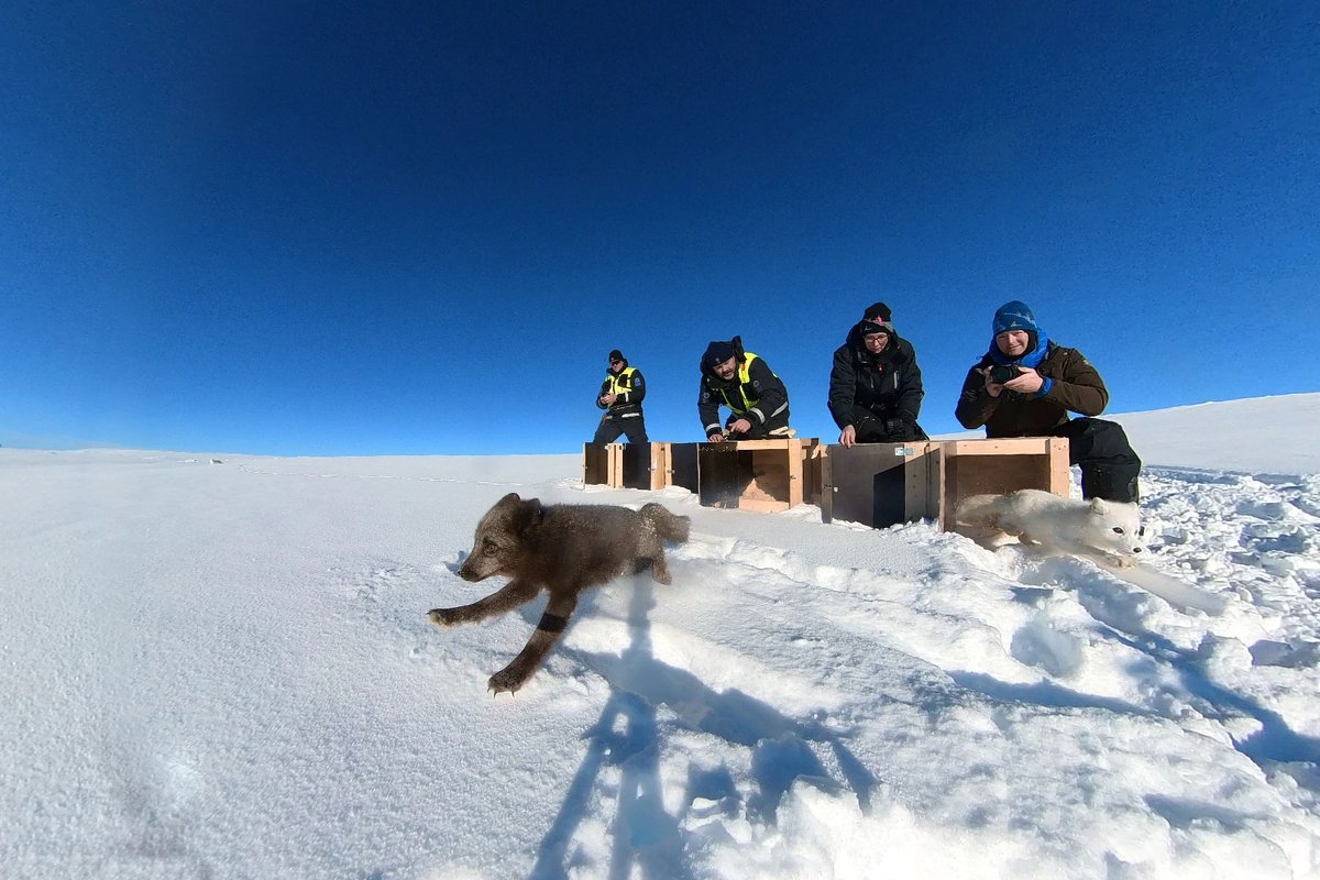 Fem fjellrever med gener fra andre delbestander er satt ut på Hardangervidda. Målet er at fjellreven skal bli friskere og mer levedyktig: nina.no/Om-NINA/Aktuel… #fjellrev #arcticfox #naturforskning #ninaforskning #natur #nature