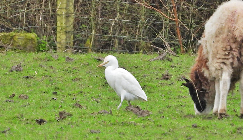 February 5th - 8th: HIGHLIGHTS: Cattle Egret, Fulmar, Goosander, Jack Snipe, Lesser White-fronted Goose (of unknown origin), Red Kite, Water Pipit and Yellow-legged Gull. For details go to: thebirdsofsouthgloucestershire.co.uk 📸 Courtesy of @Severnsidebirds