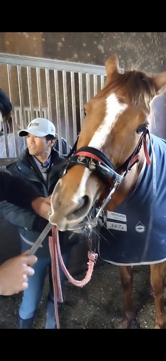 hachiojirc_twi's tweet image. 今日は、＃歯科健診　でした。尖ってしまった歯を削って整えてもらいました。歯を削り整える事で、乗った時のハミ受けも良くなります。