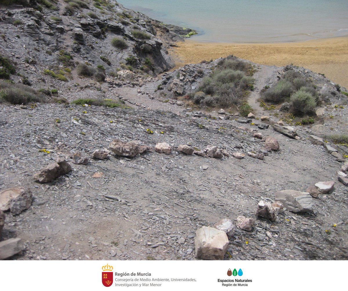 🌊 Accede siempre a las playas de #CalblanquePR por los senderos y caminos marcados para no pisar ni dañar la vegetación y fauna que habita en las dunas 🌱🦗🌿🦎🐇

#BuenasPrácticas #Conservación