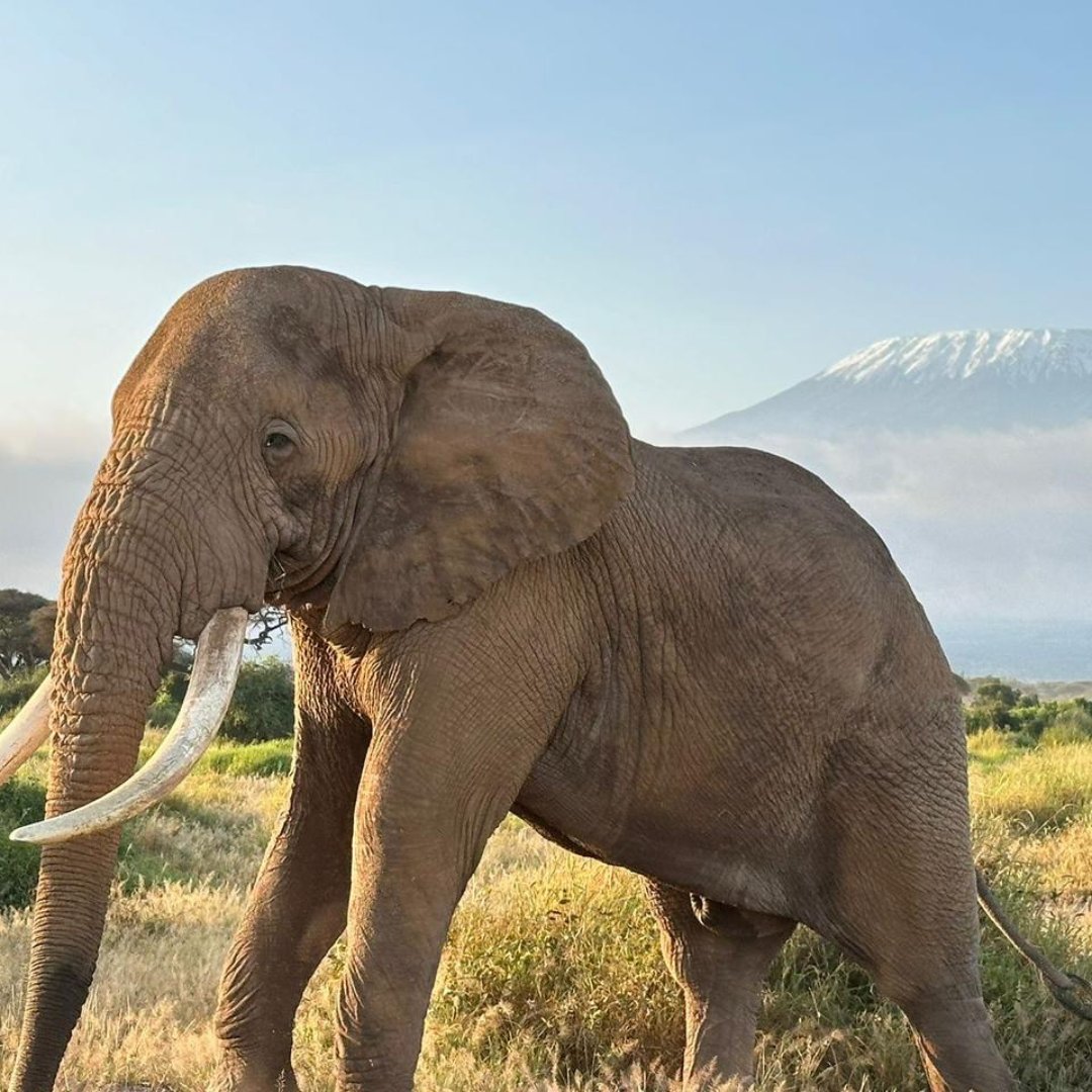 DAYDREAM SAFARIS (@daydreamsafaris) on Twitter photo This is for Elephant lovers, somewhere in Amboseli National Park, with amazing views of Mount Kilimanjaro National Park.
Book your 6 Days 5 Nights Safaris, Masai Mara Lake Nakuru, Amboseli Safaris
For booking/Inquiry
Email: jambo@daydreamsafaris.com
Call/WhatsApp: +254 715946852 This is for Elephant lovers, somewhere in Amboseli National Park, with amazing views of Mount Kilimanjaro National Park.
Book your 6 Days 5 Nights Safaris, Masai Mara Lake Nakuru, Amboseli Safaris
For booking/Inquiry
Email: jambo@daydreamsafaris.com
Call/WhatsApp: +254 715946852