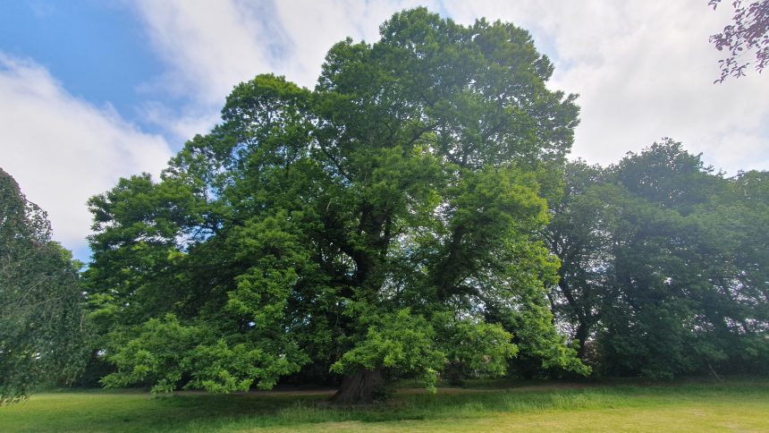wrexhamcbc's tweet photo. Now’s the time to cast your vote for Wrexham’s Sweet Chestnut Tree to be crowned European Tree of the Year. Let’s see this magnificient tree gets the recognition it deserves 👉 https://t.co/h92wazcBwf https://t.co/dDcB8g6OTR