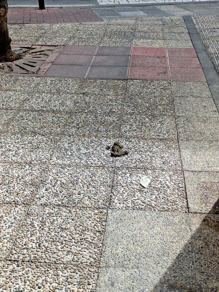 NucleoYa's tweet photo. Pasear por las calles de Murcia se está convirtiendo cada vez más en un desafío continuo para no pisar un excremento. 
No tengo nada en contra de los perros, sí de sus dueños marranos y maleducados. https://t.co/gKpZfV7E5x