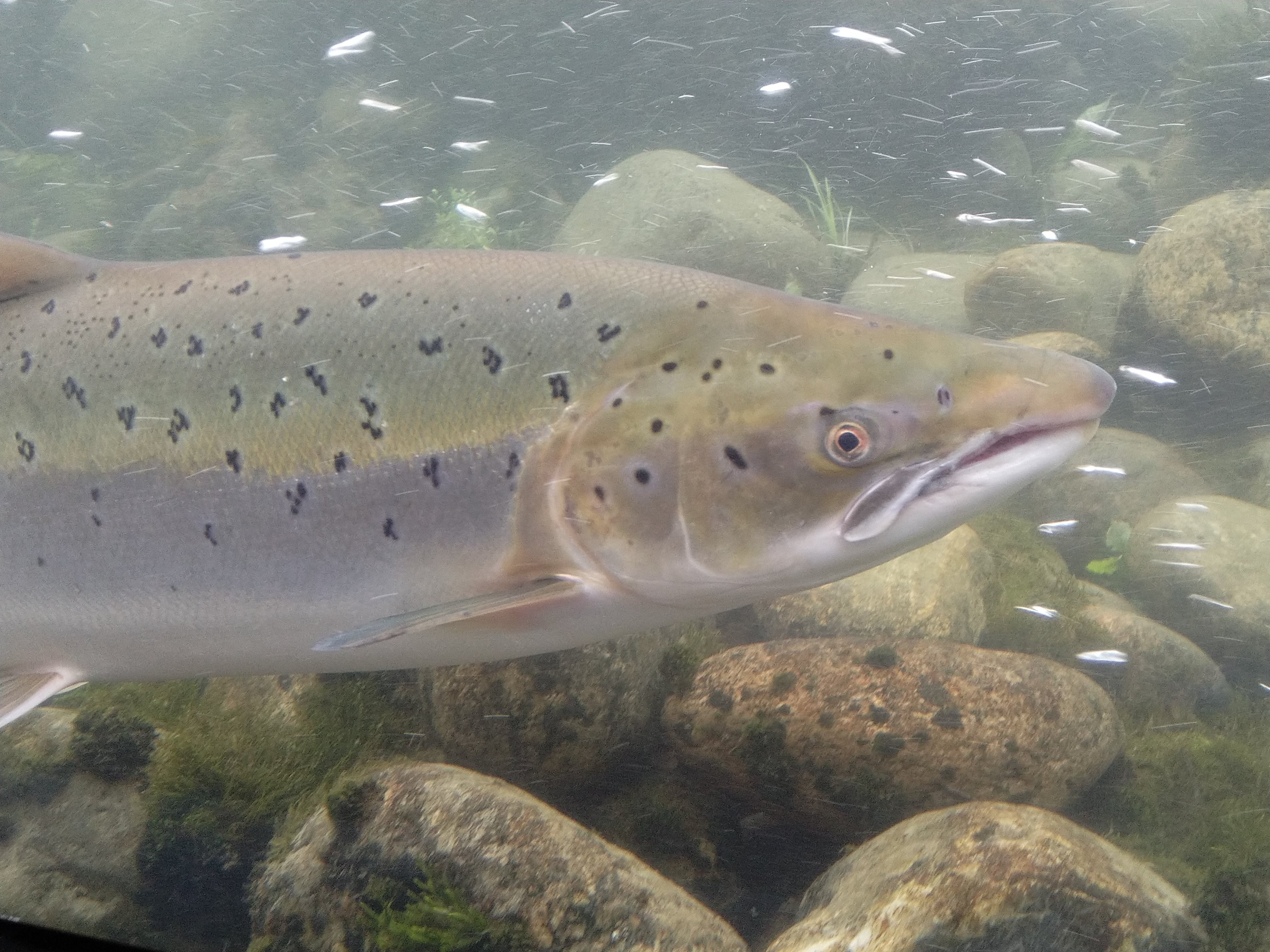 fair-fish on X: 📷Icelanders fight back against the salmon