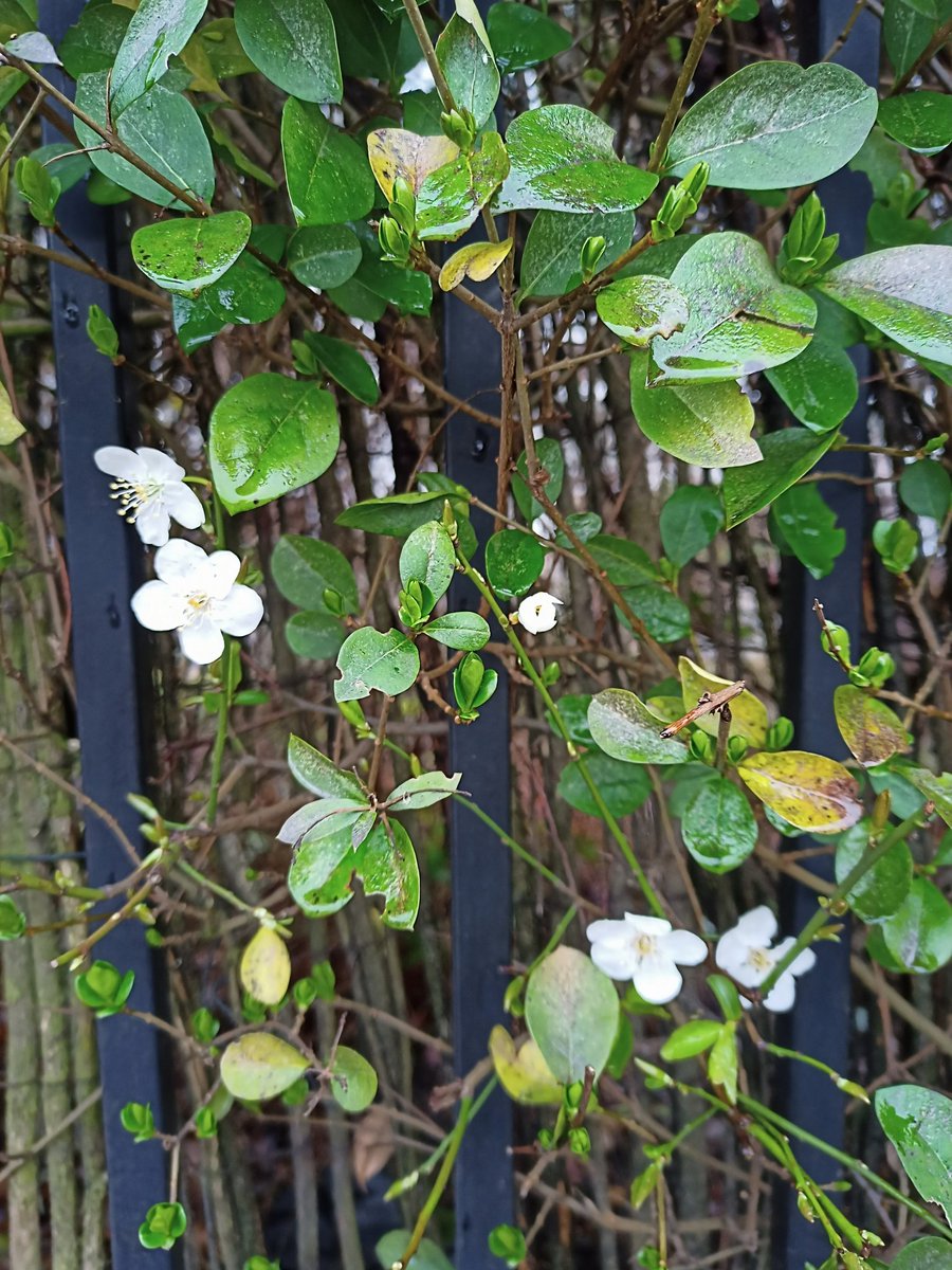 havoviw's tweet photo. Let no one convince your that #February is dreary! #SpringIsNearlyHere https://t.co/rG6MGcUqEa