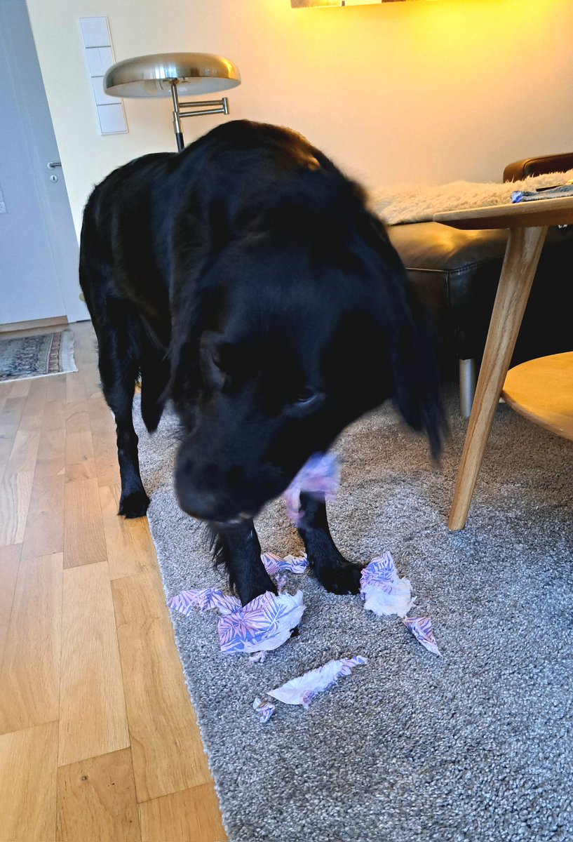 VVampirette's tweet photo. Der zauberhafte, mega-aufgeregte #Tröstehund (1;9 J. alt), dreht immer unglaublich auf, wenn er zu Besuch ist. Sie "klopft" schon von außen an die Tür, springt an mir hoch, beißt i. d. Kissen &amp; kommt kaum zur Ruhe vor freudiger Aufregung: was soll ich nur machen?🙈
#Twitterrudel https://t.co/roN6ivVTxU