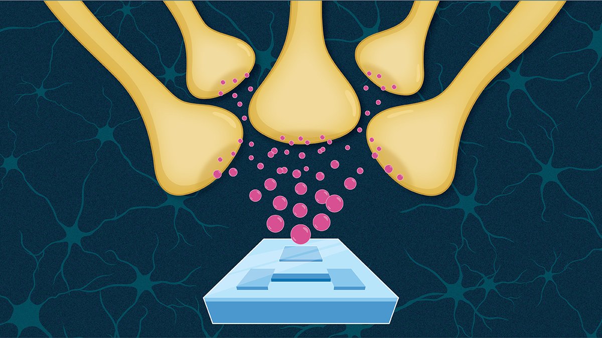 💌Our February issue💌go.nature.com/3SRMT5v
🥼Responsive biomaterials for immunotherapy
🔋Fluorination in batteries
🧠Bioinspired electronics
👩‍🎓Reimagining undergraduate teaching in materials science &amp; eng.
&amp; Comments on
🥩Cultured meat
🩺Soft sensing &amp; haptics in medicine