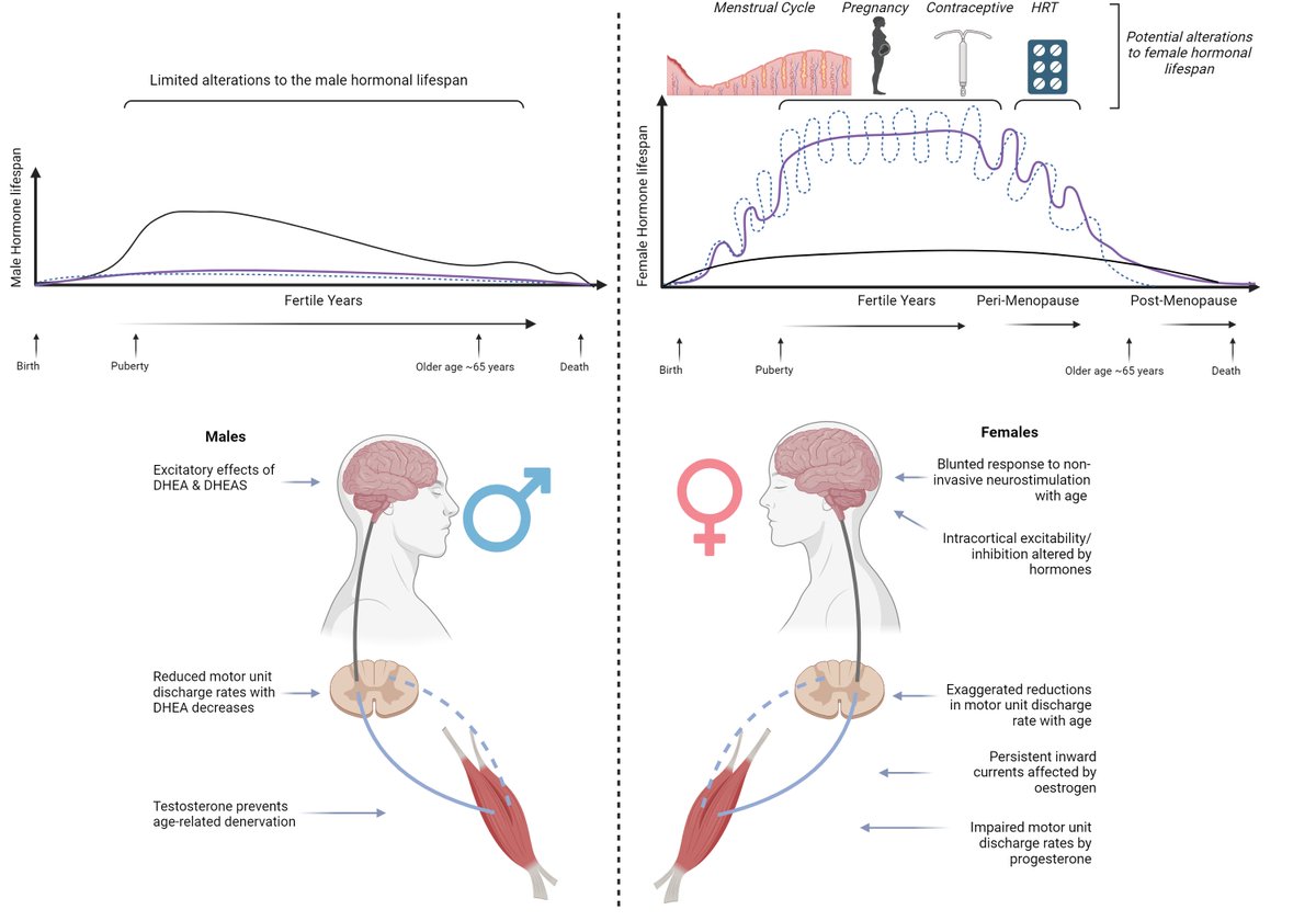 Sex Differences in Neuromuscular Ageing: The Role of Sex Hormones Our new review in @ESSRonline journals.lww.com/acsm-essr/abst…