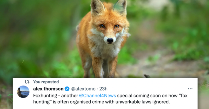 Treat this as an appreciation post to @Channel4News and @alextomo for their brilliant coverage on the issue of illegal fox hunting. RT if you love to see mainstream media reporting on what is really going on in the British countryside and shining a light on fox hunting!