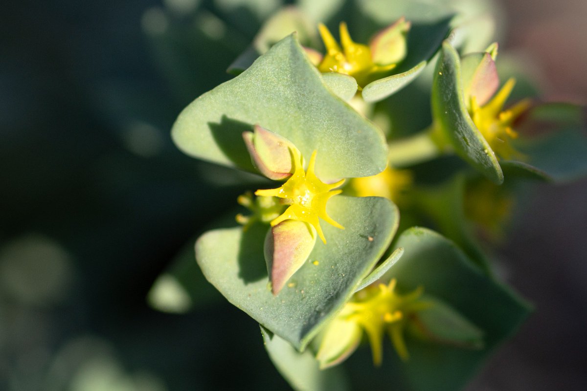 🌿 La Euphorbia portlandica es una planta perenne que crece a pleno sol ☀️ cerca de arenales marítimos. Resiste muy bien las altas temperaturas y se adapta a la perfección al clima de la ciudad de #Almeria.

<a href="/aytoalm/">Ayuntamiento de Almería</a> #JardinesdeAlmería 🏰🌴