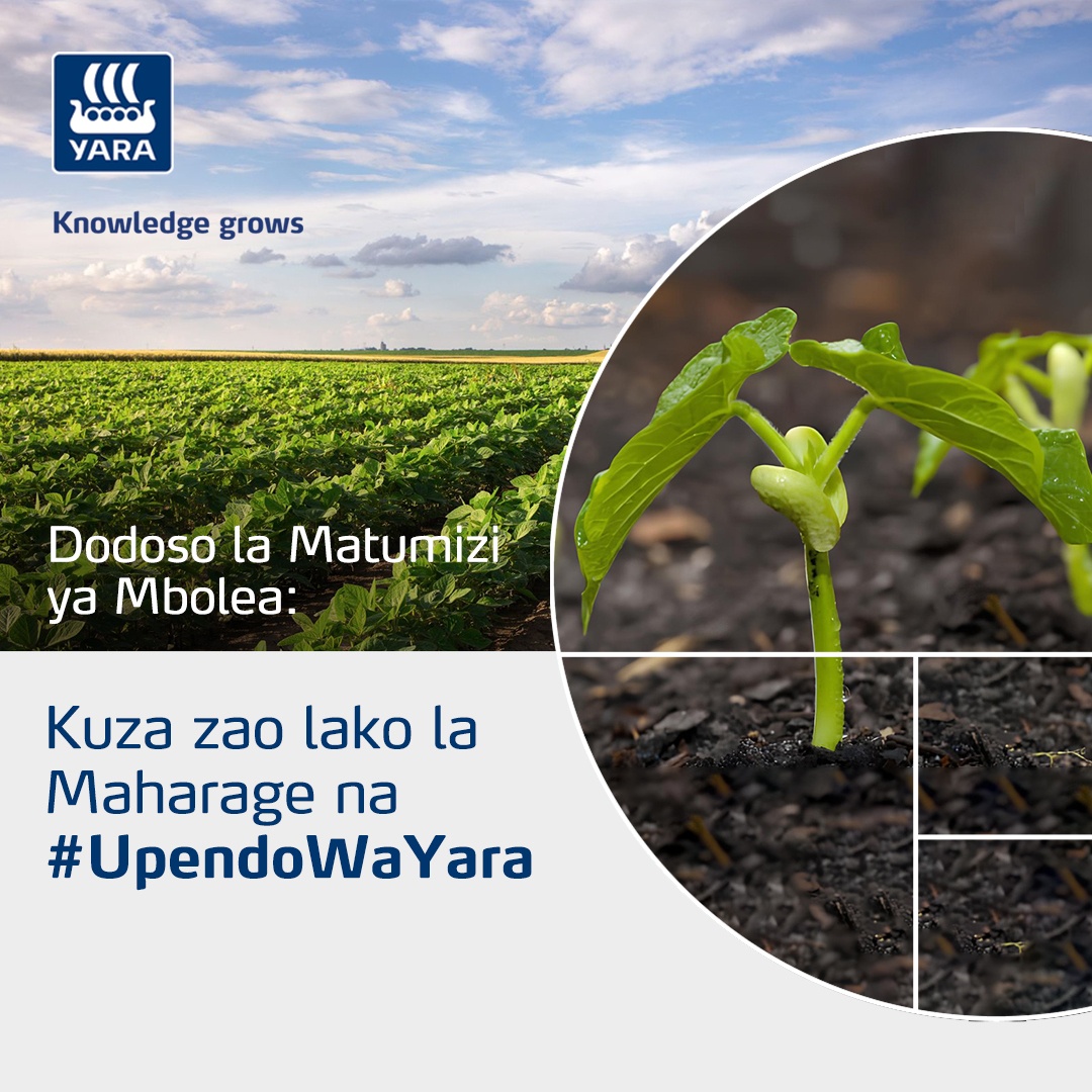 TanzaniaYara's tweet photo. Zao la maharagwe linapendeza  likiwa na  #UpendoWaYara. Pata ukuaji na uotaji mzuri kupitia virutubsho vya msingi, kati na vidogo vidogo muhimu kutoka mbolea za Yara kama YaraMila OTESHA.

Tutumie ujumbe leo kufahamu zaidi!

#MboleaNiYara
#Knowledgegrow
#YaraTanzania https://t.co/ZjCTRnGs8W