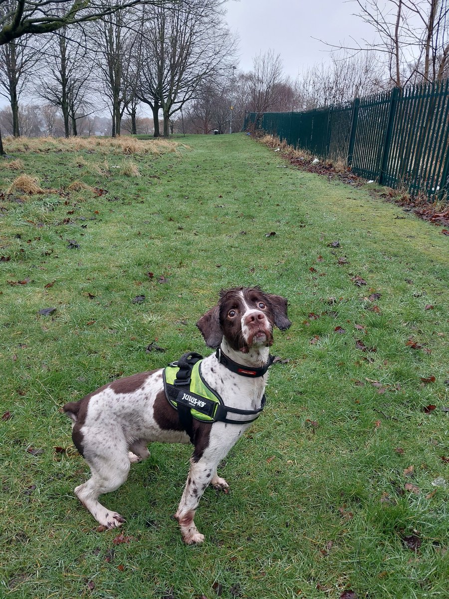 Team 1: Officers have been conducting walk-throughs with the assistance of @WMPDogs in #AlumRock #Birmingham PD Banksey got a little wet but searched Morris Park and Ward End Park. #OpElevate #PoliceDog #WetDog