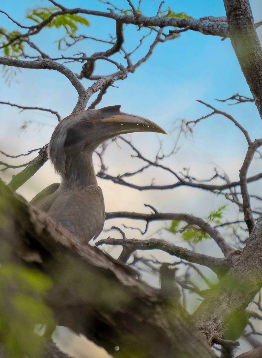 An Indian Hornbill! #indiaves #BirdsOfTwitter #BirdsOfX #BBCWildlifePOTD #natgeoindia #nature #naturephotography #thephotohour #sonyalpha @SonyAlpha @WildlifeMag @natgeowild