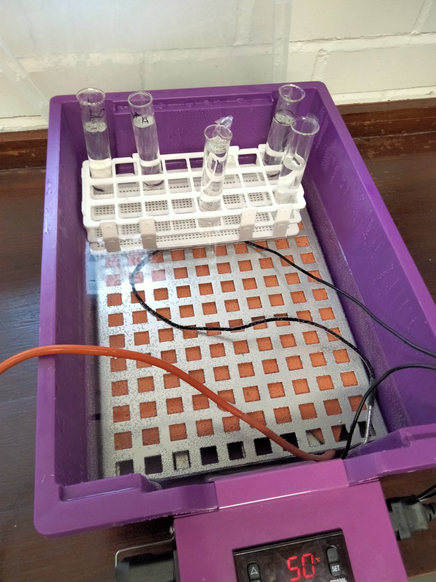 Sedbergh_STEM's tweet image. Yr12 using a model gut to assess the rate of diffusion by continuous sampling 🌡️🧪#AQA